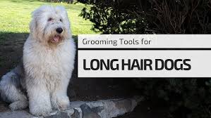 Shetland sheepdog coat and appearance. Old English Sheepdogs Summer Hair Cut Ed Mel Youtube