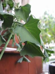 Image result for Senecio oxyriifolius