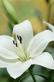 Choose size, delivery date and additional gift. White Lily Flowers Close Up 828x1792 Iphone 11 Xr Wallpaper Background Picture Image