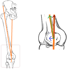 Image result for Patella Mobility Test
