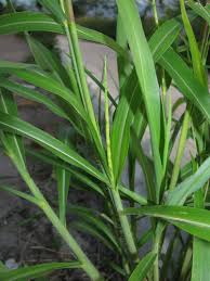 Image result for Rottboellia