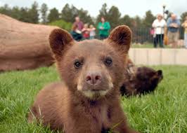 I am in the uk and can't look for her. 10 Things To Do With The Kids In The Black Hills Of South Dakota The Anti June Cleaver