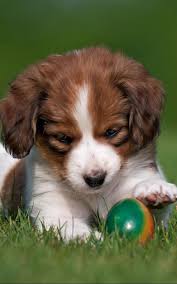 Updates for the results of 2015 2016 2017. Wallpaper Dog Playful Ball Kooikerhondje Puppy Kooikerhondje Welpen Hunde Welpen