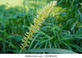 Image result for Cenchrus purpureus