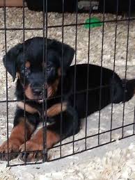 Click here to view rottweiler dogs in minnesota for adoption. German Rottweiler Puppies For Sale Craigslist