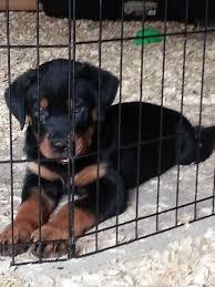 Cavalier king charles spaniel puppies. German Rottweiler Puppies For Sale Craigslist
