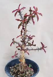 Image result for Monadenium crenatum