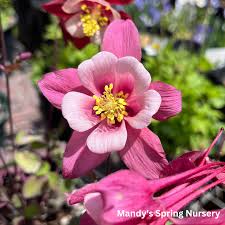 Image result for Aquilegia pompom mix