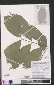 Image result for Pancovia