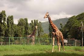 Explore Mysore Zoo Mysore Karnataka Zoo Mysore Zoo Mysore Zoological Garden