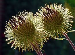 They are about the size of a green pea (a large one), they are light green with spikes protruding from the ball. Hd Wallpaper Hook And Loop Closure Barb Shrub Fruit Balls Prickly Macro Wallpaper Flare