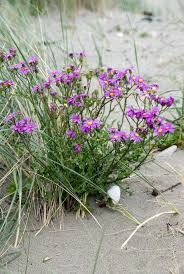 Image result for Senecio purpureus