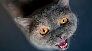 Parents and kids of north queensland. How To Stop Loud Meowing In Cats