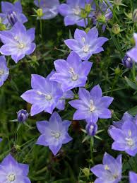 Very large, facing flowers on an upright growing plant. Bfcjwjblqqptwm