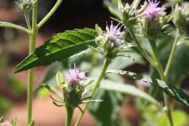 Image result for Vernonia anthelmintica