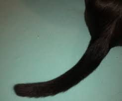 Eine katze mit knickschwanz ist als zuchttier nicht geeignet. Knickschwanz