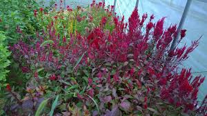 Feather Celosia Red Hot Pink Tall 7 50 Bunch E Flowers Garden Styles Flower Farm
