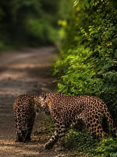 Manas National Park Image 2