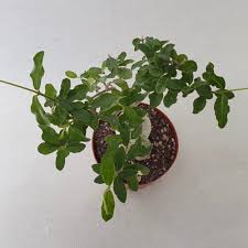 Image result for Gerrardanthus lobatus