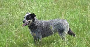 Blue Heeler Poodle Mix Temperament Lifespan Size Adoption
