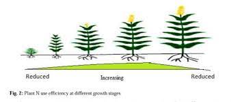 Role Of Nitrogen For Plant Growth And Development A Review Document Gale Academic Onefile