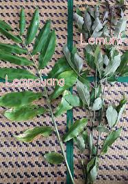 Bila dah pekat masukkan santan pekat. 11 Daun Air Mandian Herba Lembutkan Urat Saraf Ibu Selepas Bersalin Mingguan Wanita