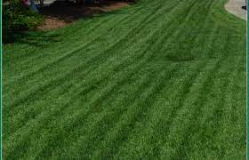 Find content updated daily for sod wilmington nc Superior Sod Home Superior Sod Certified Sods Long Leaf Pine Straw And Sabal Palm Trees The Correct Fertilizers For Lawns In Wilmington