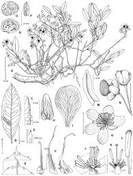 Image result for Ochna pretoriensis