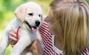 Puppy vaccines are essential for allowing your dog to have a long and healthy life. Puppy Vaccinations Greencross Vets