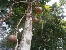 Enjoy the fruit alone or with ice cream; Cannonball Tree Rediscovered In Thailand Discovery Garden