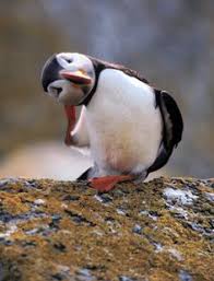 If you really want to experience some wild animals in iceland, get a guided tour, jump on a boat and get some wale watching experience. 24 Animals In Iceland Ideas Animals Iceland Animals Beautiful