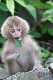 We did not find results for: Leaf In 2021 Funny Sleeping Animals Baby Monkey Cute Baby Monkey