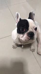 The french bulldog is a loving and affectionate dog breed that loves to play. French Bulldog Malaysia Home Facebook
