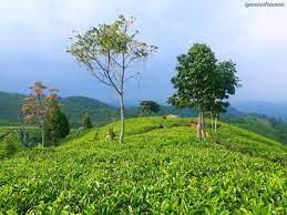 Nomor hp pengelola kebun teh cipasung majalengka obyek wisata majalengka oleh mpi . Sejuk Dan Indahnya Kebun Teh Cipasung Majalengka Jawa Barat