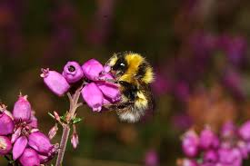 Image result for Bombus jonellus