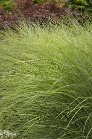 Image result for Grewia gracillima