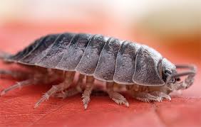 Asseln gehören zur gruppe der krebstiere, welche ebenso wie die insekten zu den arthropoden zählen. Woher Kommen Woodlice In Der Wohnung Und Was Sind Die Grunde Fur Ihr Auftreten Hier