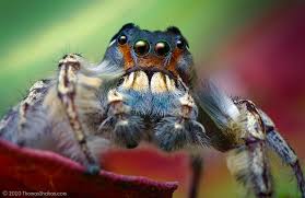 Sometimes the spiders lure their victims by vibrating the web to mimic the 12) portia spiders are the only known animal to a use the weather to disguise themselves. Phidippus Putnami Male Jumping Spider Oklahoma Jumping Spider Spider Pompeii Italy