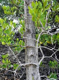 Image result for Ceriops