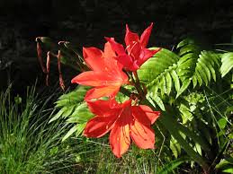 Image result for Cyrtanthus galpinii