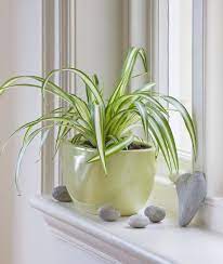 Maybe you would like to learn more about one of these? 15 Best Kitchen Plants Houseplants To Grow In Your Kitchen
