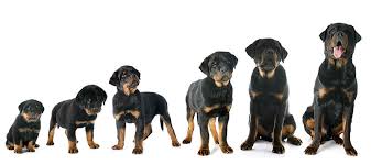 Maybe you would like to learn more about one of these? The Top 25 Pet Retailers In North America Archives Petbusiness Com