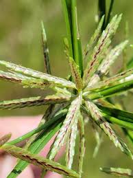 Image result for Cyperus sphacelatus
