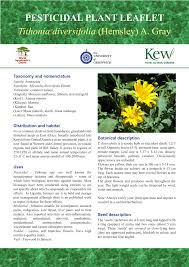 Image result for Tithonia diversifolia