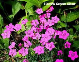 Maiden Pink Dianthus Deltoides 3200 Seeds Perennial Flower In 2020 Flower Garden Images Flowers Perennials Flower Seeds