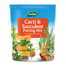 Cacti and succulents are now a very common houseplant and caring for your cacti and succulents is important. Caring For Cacti Succulents Indoor Plants Westland Garden Health