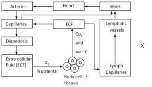 Observe The Following Flow Chart A What Is X In This