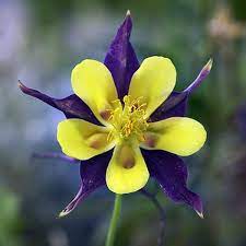 Pin On Columbine