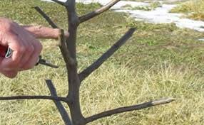 We did not find results for: Pruning Fruit Trees Central Leader Stark Bro S