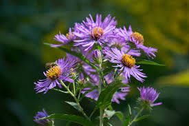 Aka duranta repens, 'golden dewdrops', or 'geisha girl'. 5 Pollinator Friendly Flowers To Brighten Your Garden Avenue Calgary